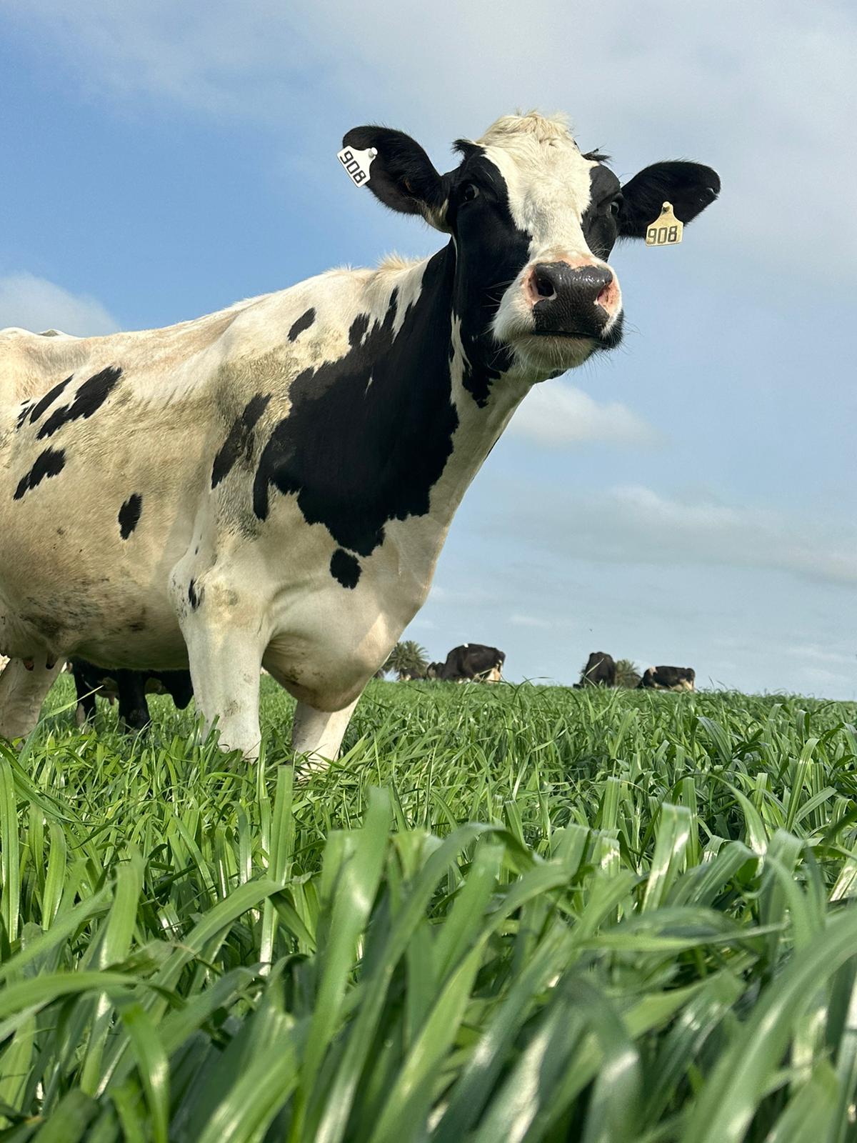 Asesoramiento Técnico